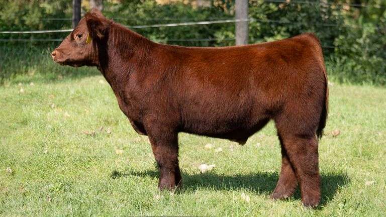 SMITH FARMS TAG 992 STEER