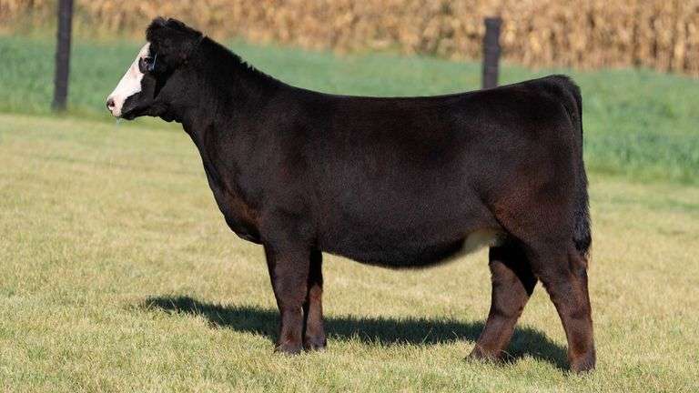 FOUCH TAG 103 HEIFER