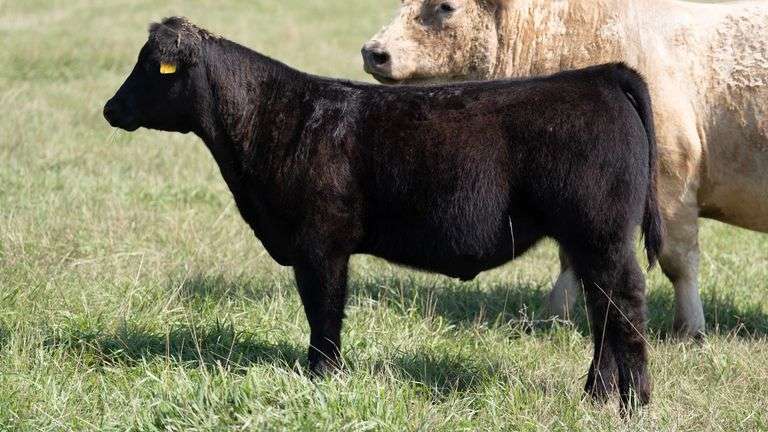 LARSON TAG 853 STEER