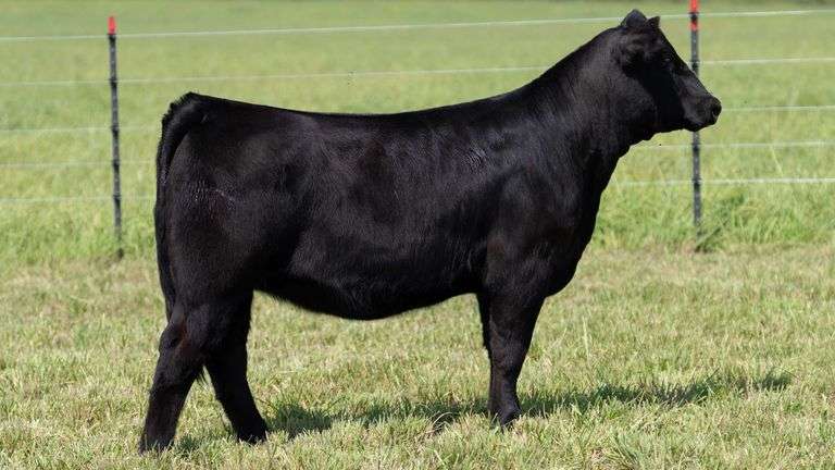 STREIT TAG 61 HEIFER