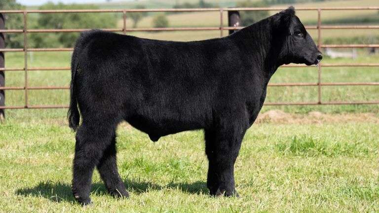 FRYE TAG 7 STEER