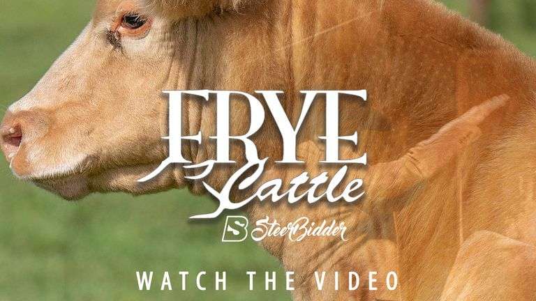 FRYE TAG 4 STEER