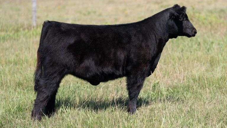 LARSON TAG 5780 HEIFER