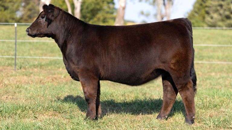 FOUT TAG 14 PB SIMMENTAL HEIFER