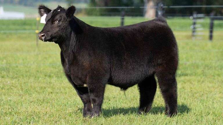 GEFFERT TAG 24 STEER