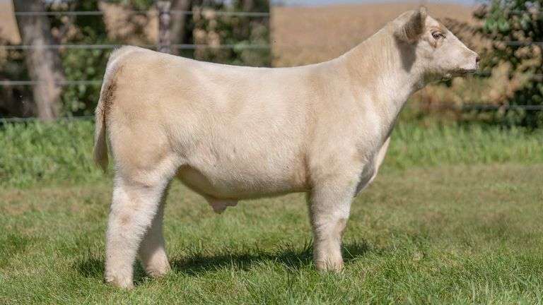 SMITH FARMS TAG 1215 STEER