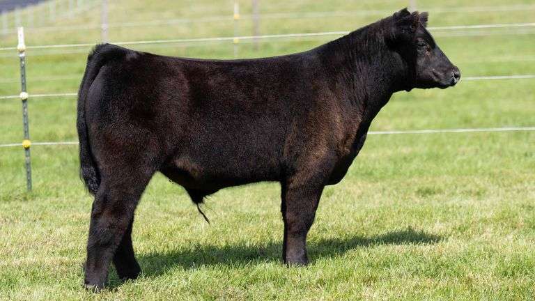HENSCHLER TAG 110 STEER