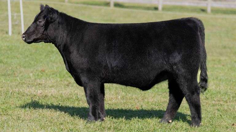 ARMSTRONG TAG 3 HEIFER