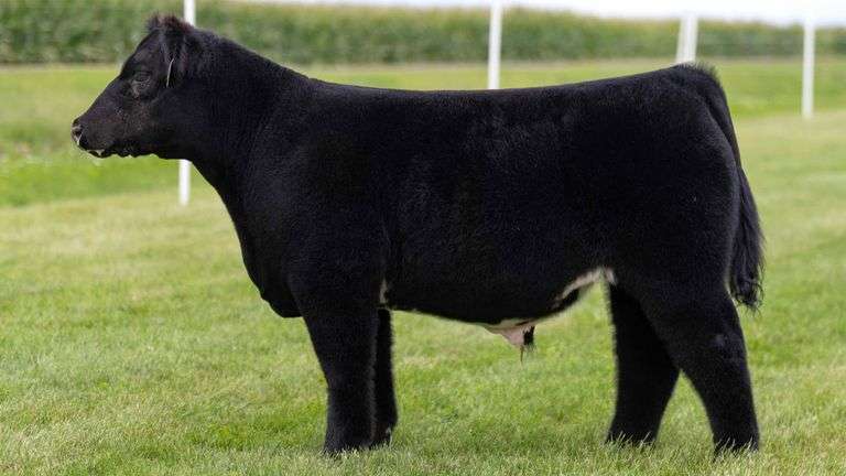 LORENTZ TAG 13 STEER