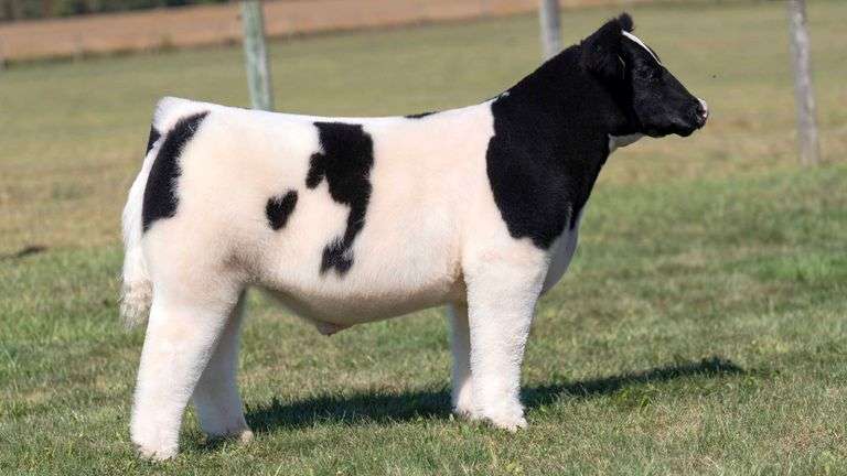 MCCULLOUGH TAG 1 STEER