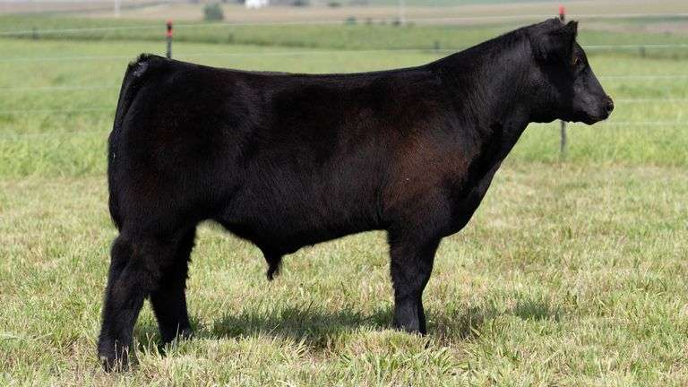STREIT TAG 28 STEER