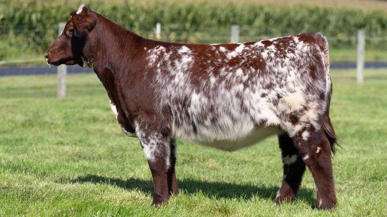 HENSCHLER TAG 104 HEIFER