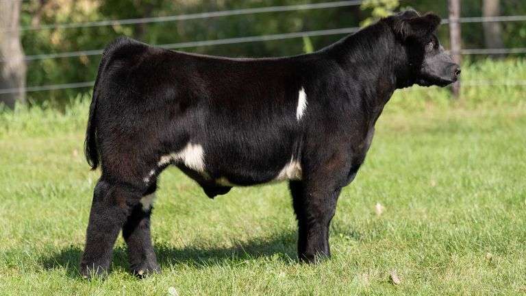 SMITH FARMS TAG 890 STEER