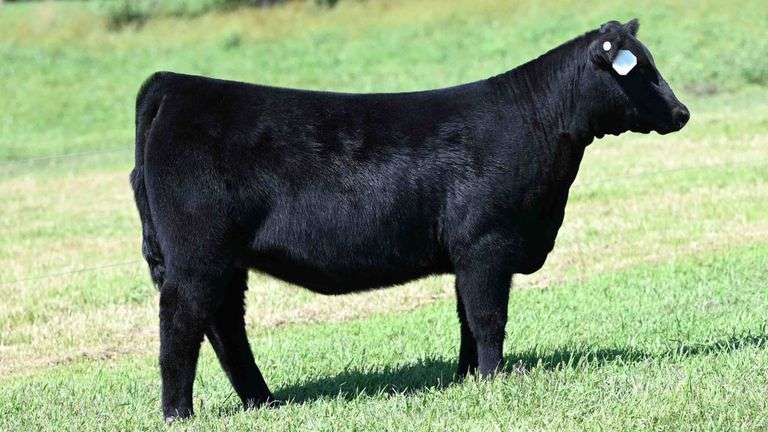 BOESL TAG 44 HEIFER
