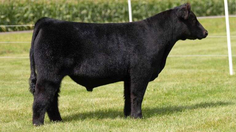 LORENTZ TAG 23 STEER