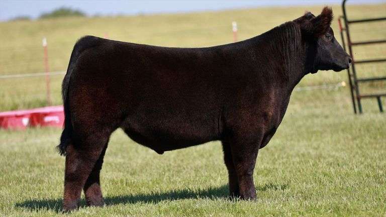 HEWLETT TAG 513 STEER