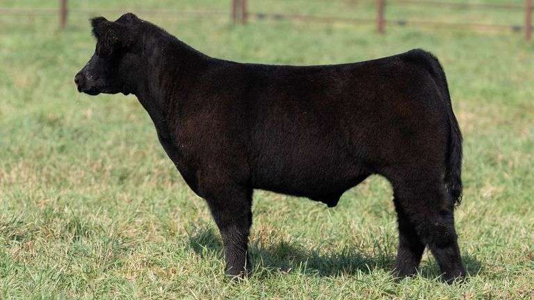 SMITH TAG 8 STEER