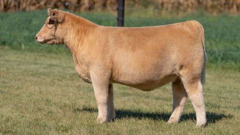 FOUCH TAG 105 HEIFER