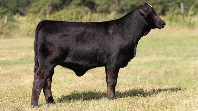 TAG 252N HEIFER