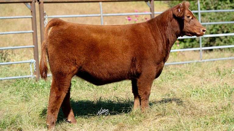 BEESON TAG 24 HEIFER