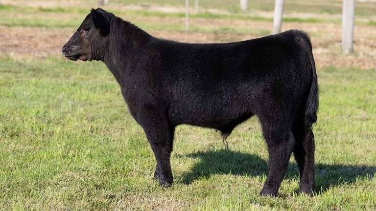 WEBER TAG 228 STEER