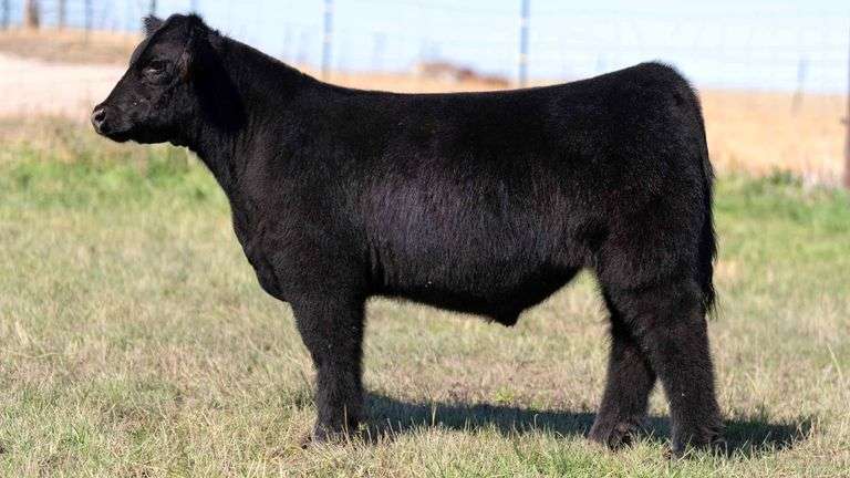 HOCKADAY TAG 93135 STEER