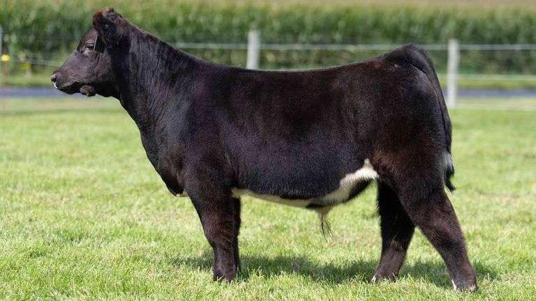 HENSCHLER TAG 116 STEER