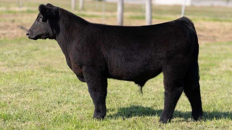 WEBER TAG 217 STEER