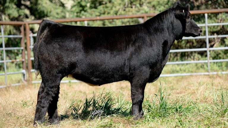 BEESON TAG 28 HEIFER