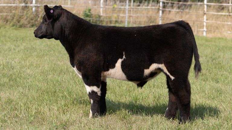 FORMAN BOOT CREEK TAG 7  STEER