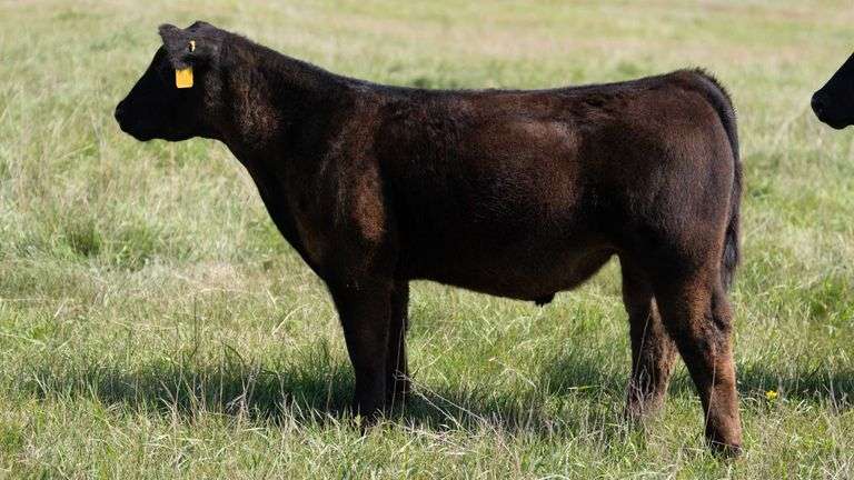 LARSON TAG 7006 STEER