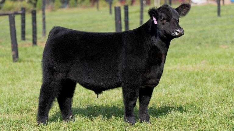 GEFFERT TAG 10 STEER