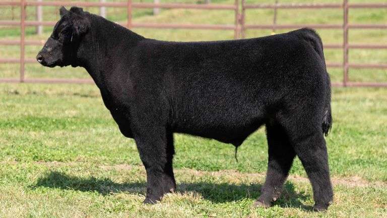 WEDIG TAG 5 STEER