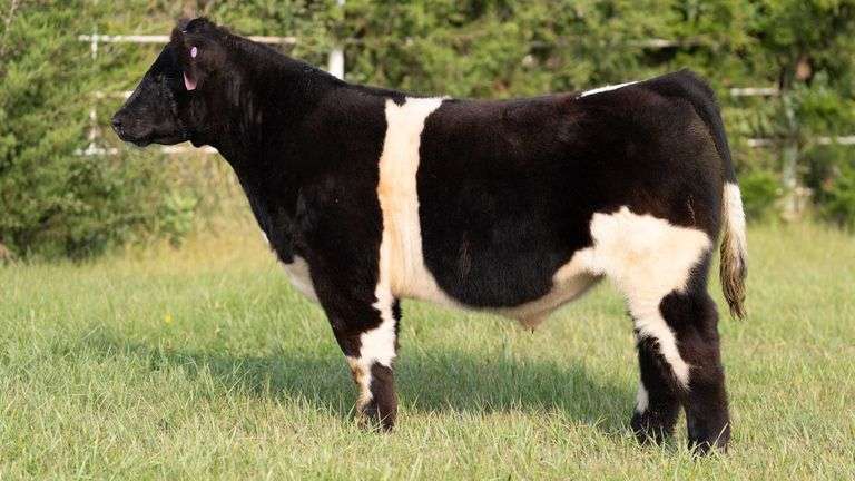 FORMAN BOOT CREEK TAG 3  STEER