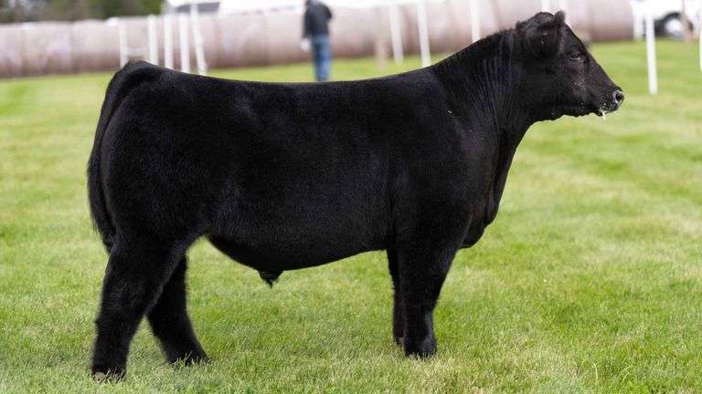 LORENTZ TAG 5 STEER