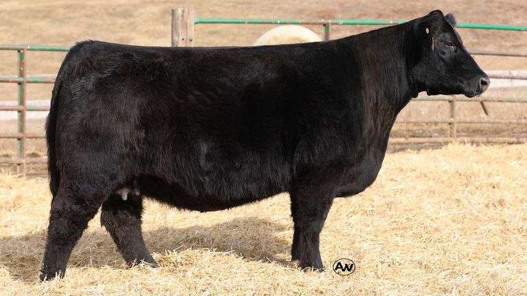 WEDIG TAG 112 X HIA EMBRYOS