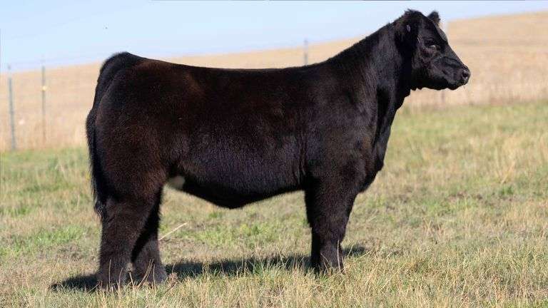 HOCKADAY TAG 198 HEIFER