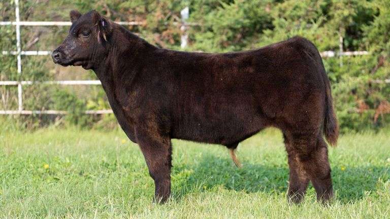 FORMAN BOOT CREEK TAG 8  STEER