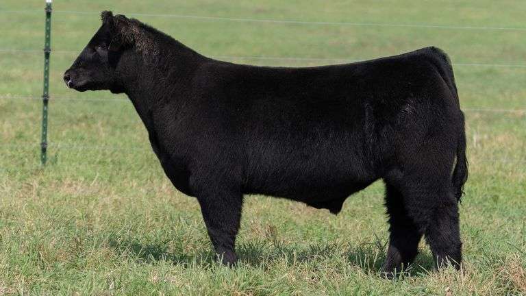 SMITH TAG 19 STEER