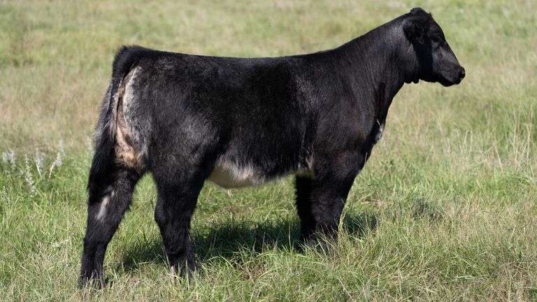 LARSON TAG 5125 HEIFER