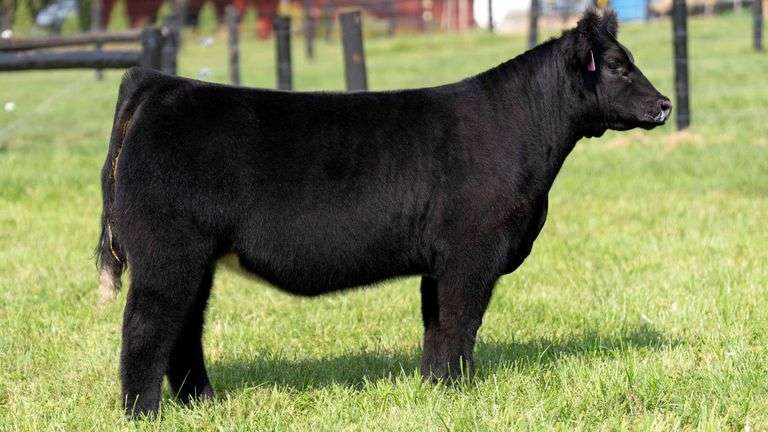 GEFFERT TAG 8 HEIFER