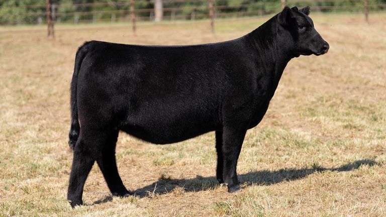 CRALL TAG 101 HEIFER