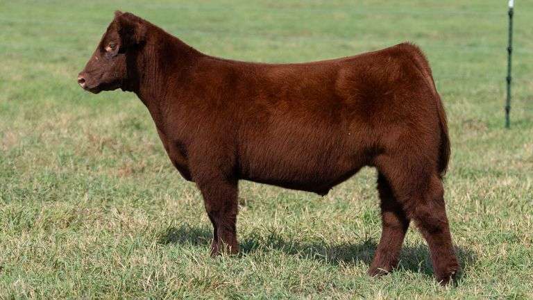 SMITH TAG 5 STEER