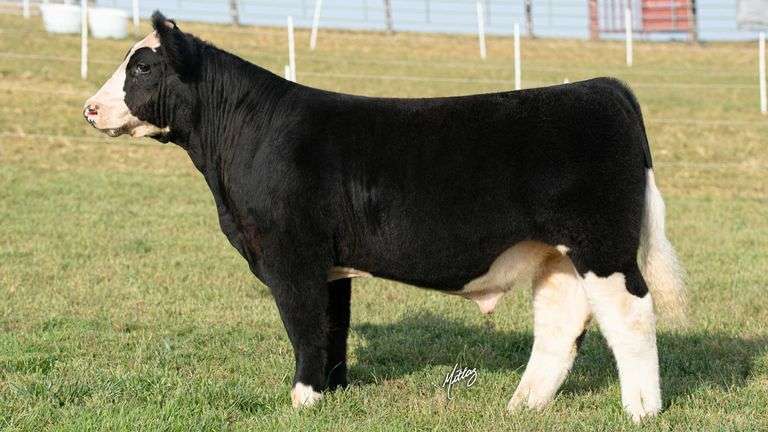 MITTAG TAG 4 STEER