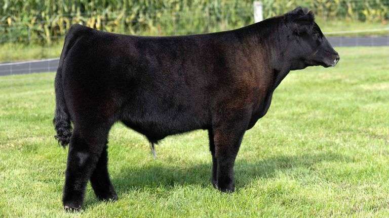 HENSCHLER TAG 101 STEER