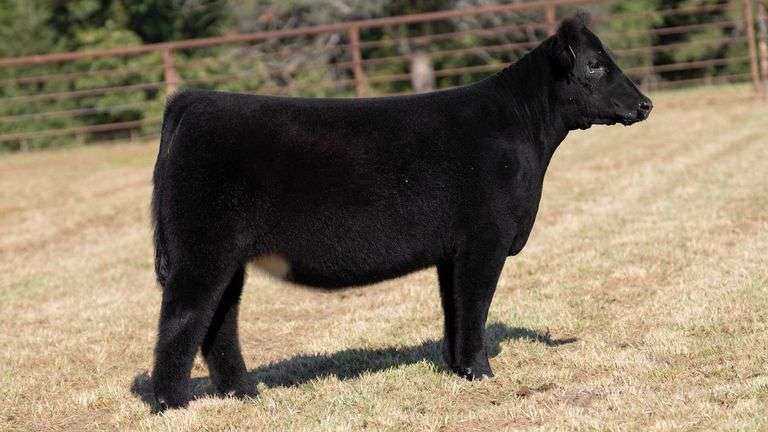 CRALL TAG 104 HEIFER