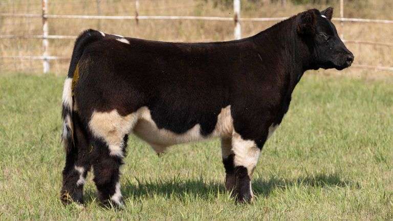 FORMAN BOOT CREEK TAG 1  STEER