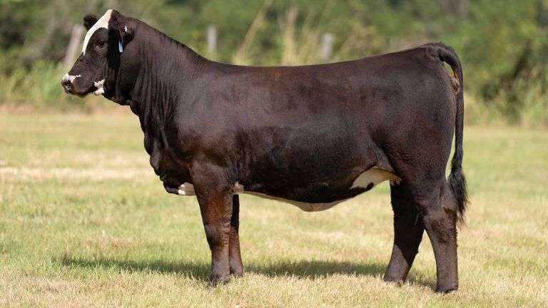 TAG 407N HEIFER