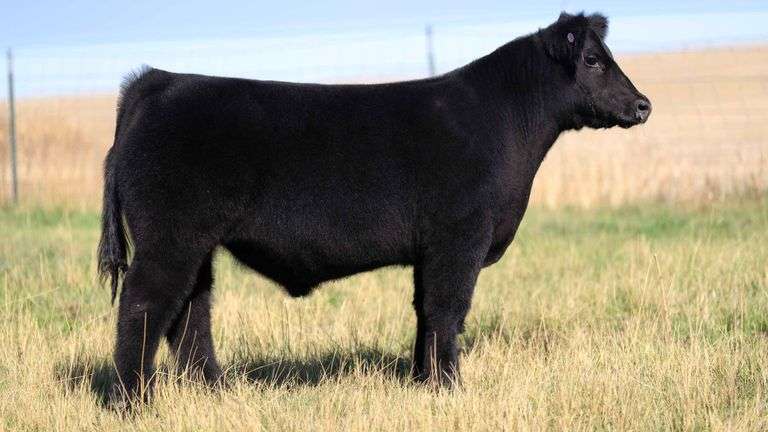 HOCKADAY TAG 568 STEER