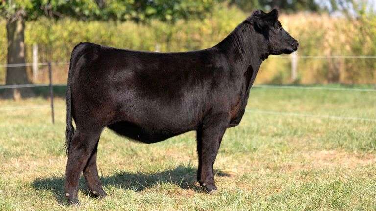 FOUT TAG 18 SIM-SOLUTION HEIFER